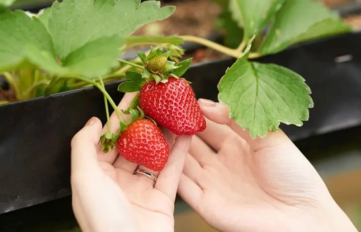 Strawberry picking activity suitable for winter weather and family outings